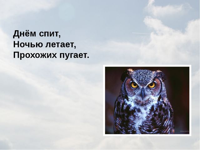 Зимующие птицы. Презентация для детей