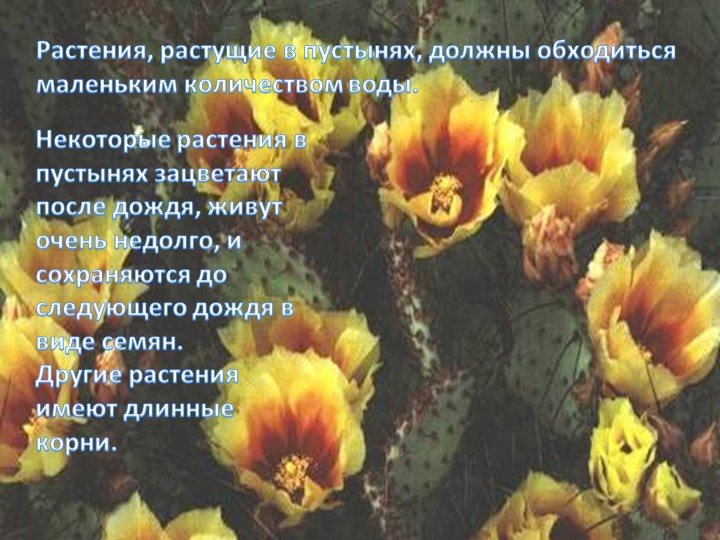 Об экологии дошкольникам с ОНР