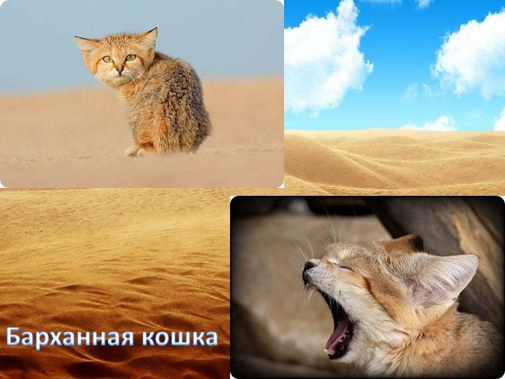 Об экологии дошкольникам с ОНР