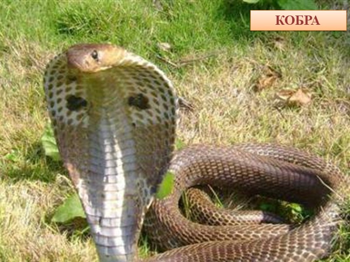 Об экологии дошкольникам с ОНР