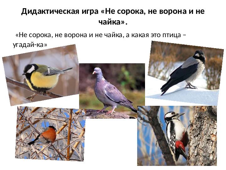 Презентация на тему Зимующие птицы для дошкольников