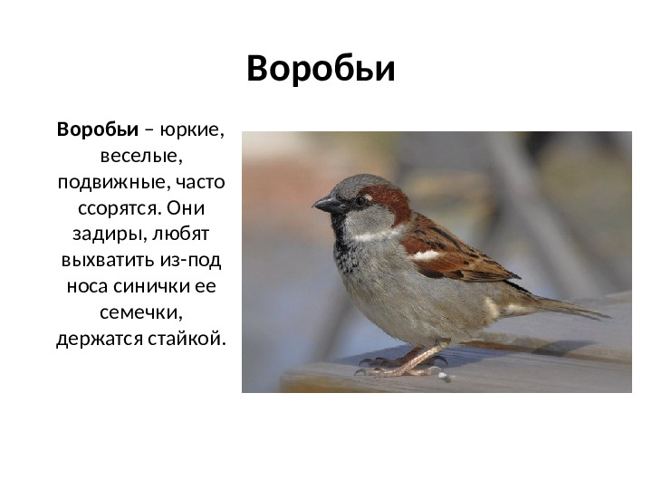 Презентация на тему Зимующие птицы для дошкольников