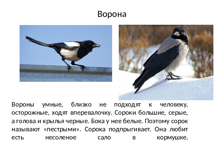 Рассказ ворон и сорока. Вороны и сороки. Сорока-ворона. Сорока и ворона отличия. Серая ворона и сорока отличие.