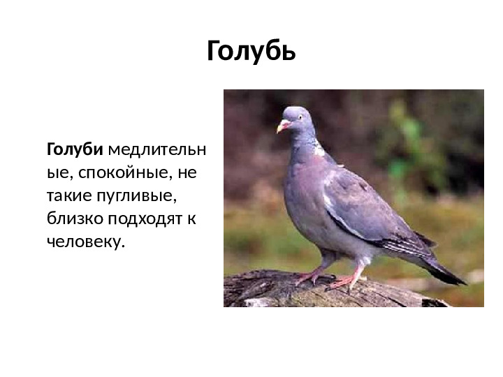 Презентация на тему Зимующие птицы для дошкольников