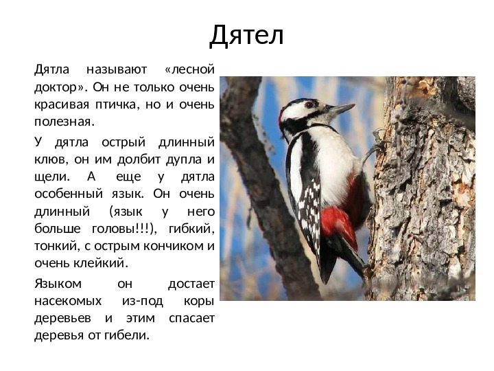 Презентация на тему Зимующие птицы для дошкольников