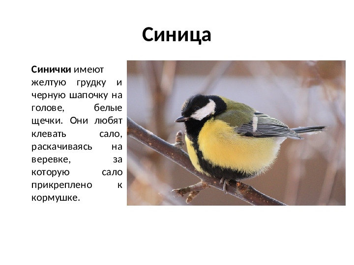 Презентация на тему Зимующие птицы для дошкольников