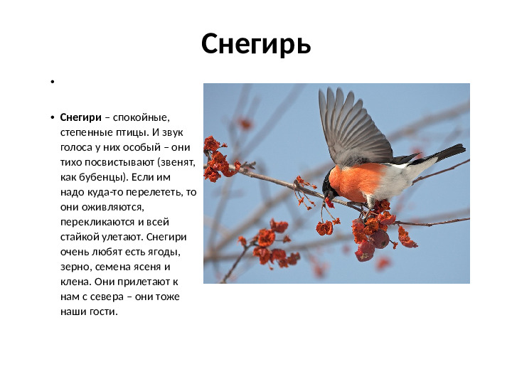 Презентация на тему Зимующие птицы для дошкольников