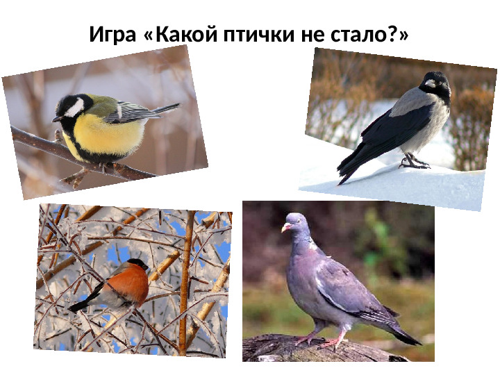 Презентация на тему Зимующие птицы для дошкольников