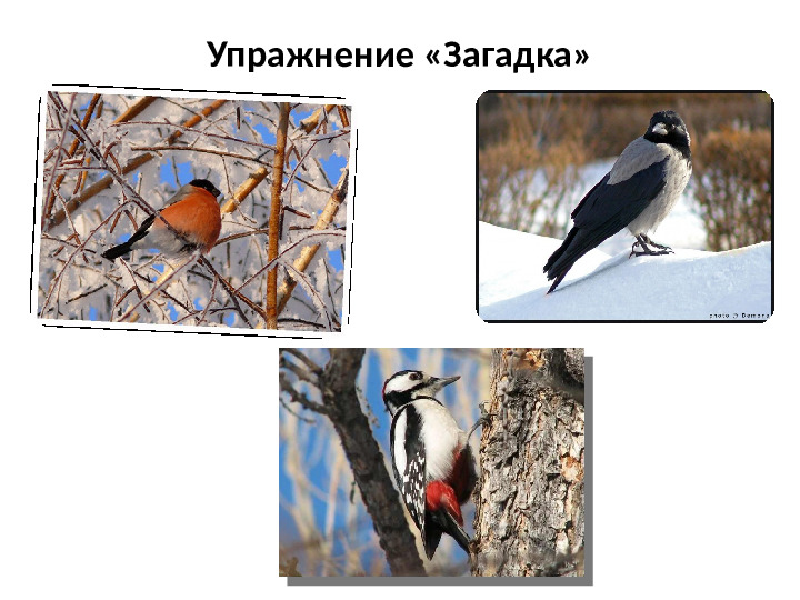 Презентация на тему Зимующие птицы для дошкольников