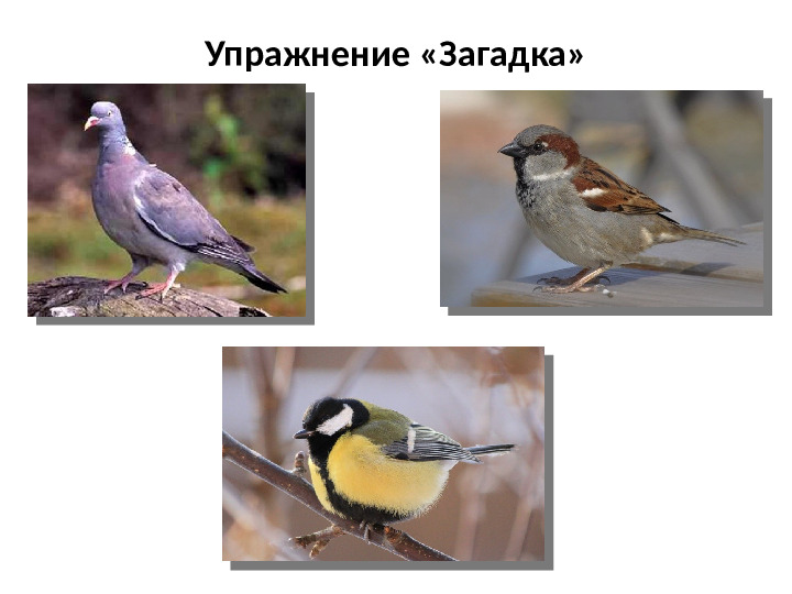 Презентация на тему Зимующие птицы для дошкольников