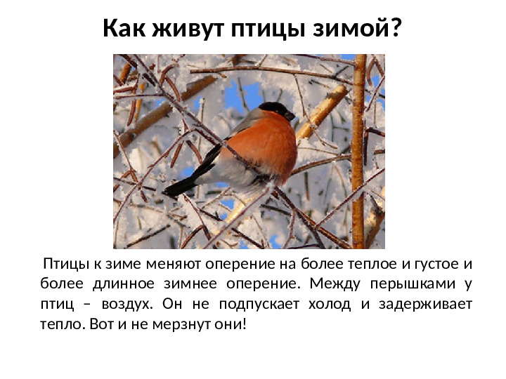 Презентация на тему Зимующие птицы для дошкольников