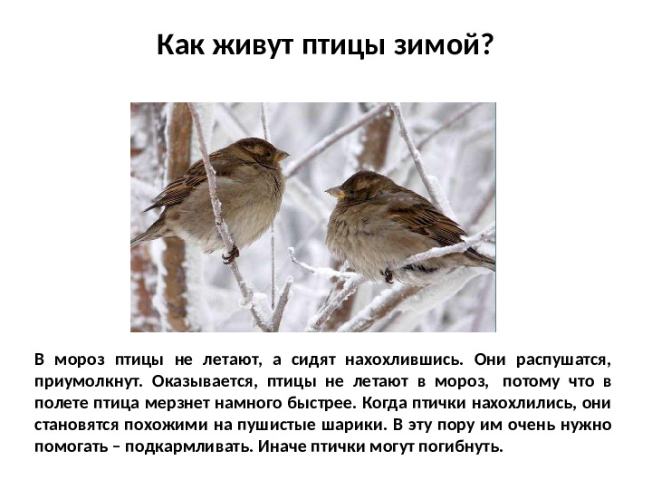 Презентация на тему Зимующие птицы для дошкольников