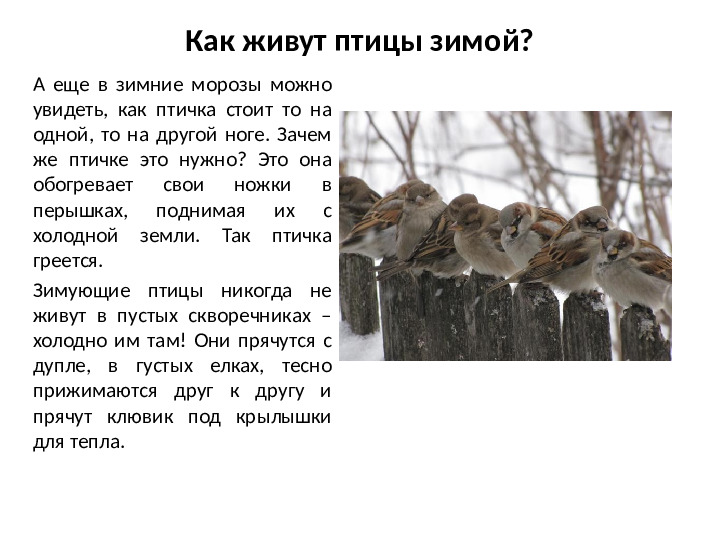 Презентация на тему Зимующие птицы для дошкольников