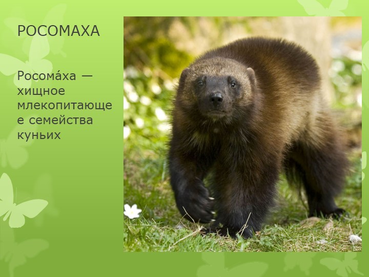 Презентация "Дикие животные Кузбасса"