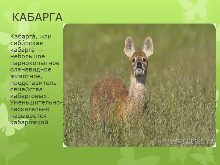 Презентация "Дикие животные Кузбасса"