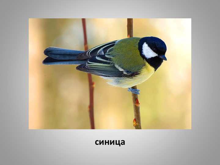 Презентация "Зимующие птицы Кузбасса"