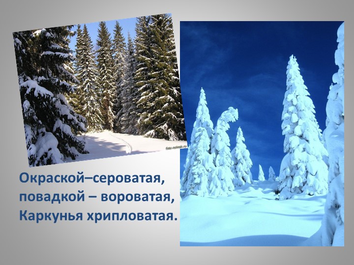 Презентация "Зимующие птицы Кузбасса"