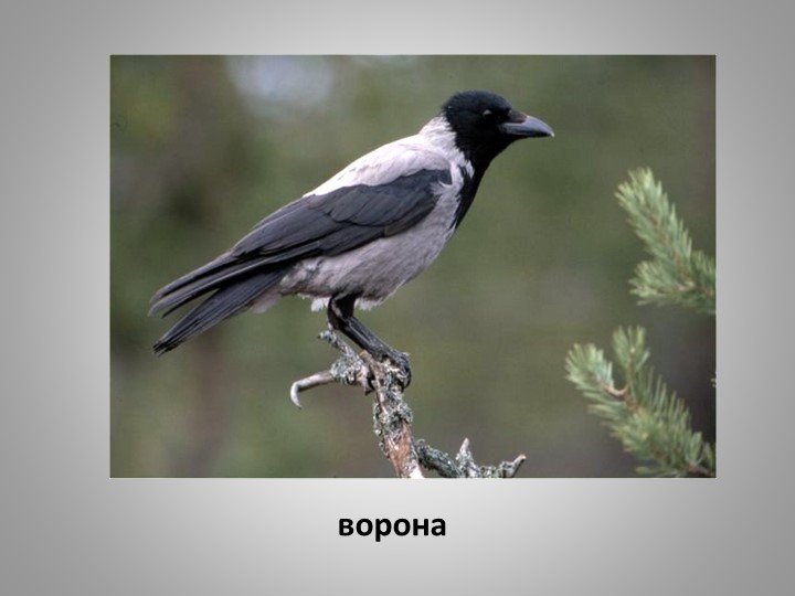 Презентация "Зимующие птицы Кузбасса"