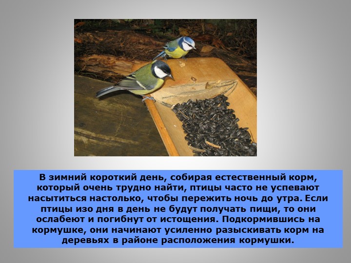 Презентация "Зимующие птицы Кузбасса"