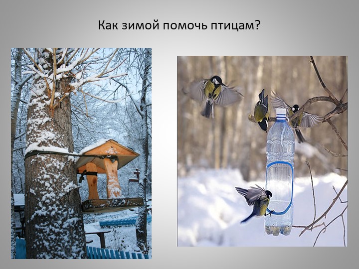 Презентация "Зимующие птицы Кузбасса"