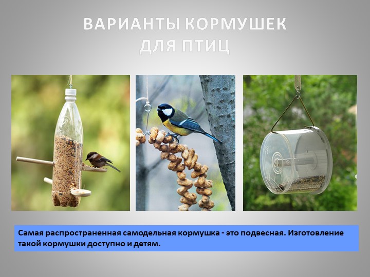 Презентация "Зимующие птицы Кузбасса"