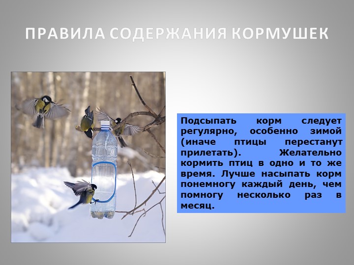 Презентация "Зимующие птицы Кузбасса"