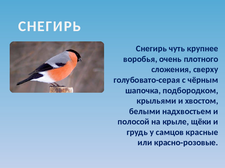Презентация по ознакомлению с окружающим миром на тему "Зимующие птицы"