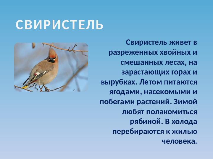 Презентация по ознакомлению с окружающим миром на тему "Зимующие птицы"