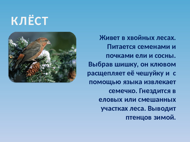 Презентация по ознакомлению с окружающим миром на тему "Зимующие птицы"