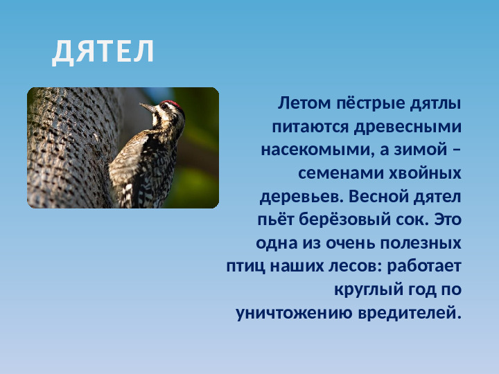 Презентация по ознакомлению с окружающим миром на тему "Зимующие птицы"