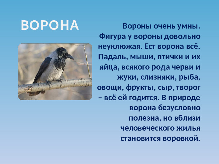 Презентация по ознакомлению с окружающим миром на тему "Зимующие птицы"