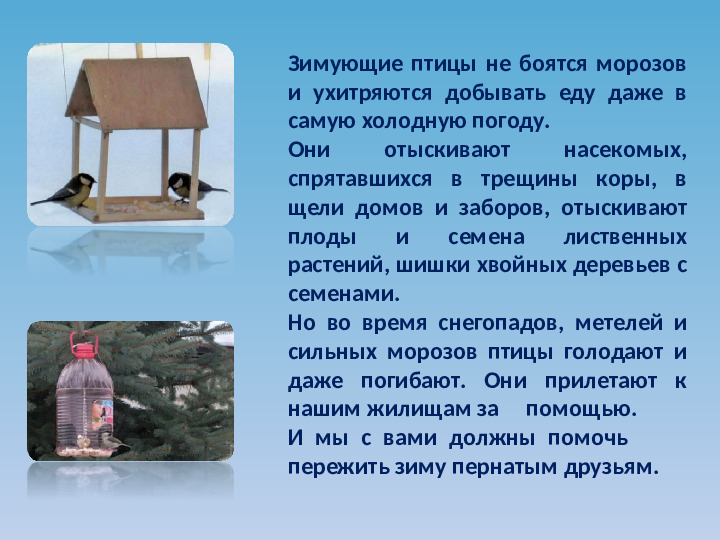 Презентация по ознакомлению с окружающим миром на тему "Зимующие птицы"