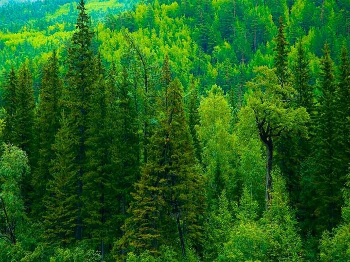 Презентация - по открытому занятию Книга жалоб природы