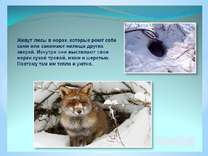 "Жилище диких животных зимой"