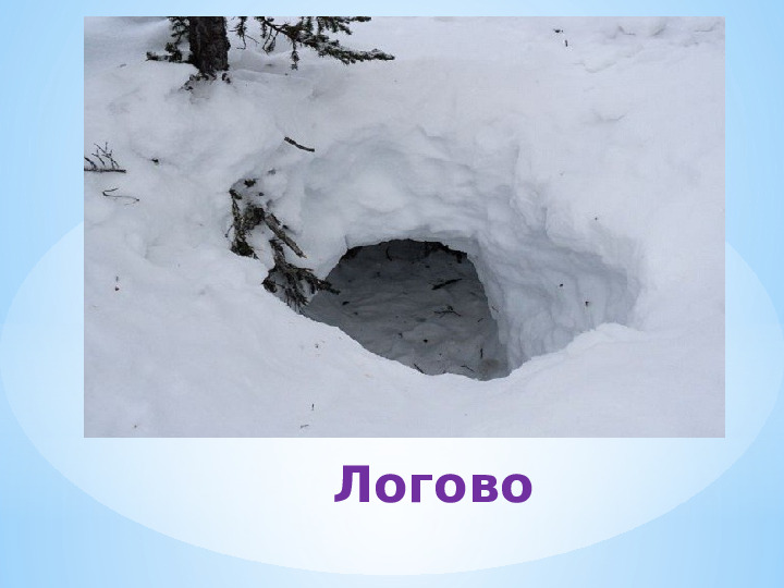 "Жилище диких животных зимой"