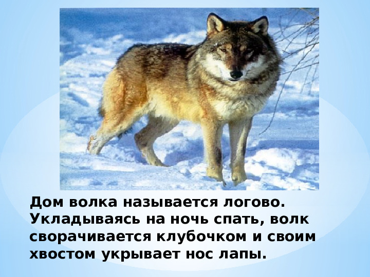 "Жилище диких животных зимой"
