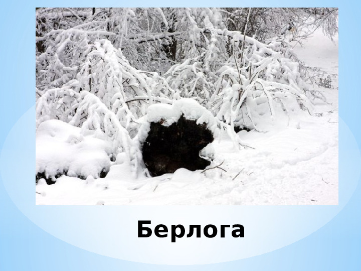 Winter burrow. Зимний лес Берлога медведя. Жилище медведя. Зимнее Логово волка. Зимний лес с берлогой.