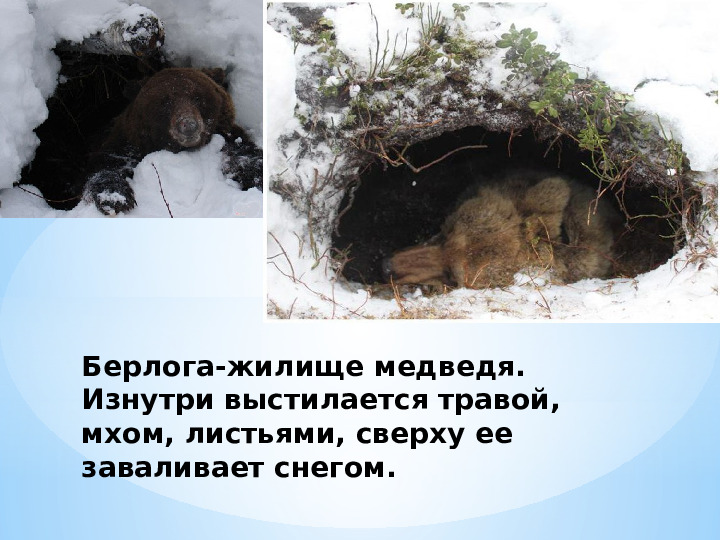 "Жилище диких животных зимой"