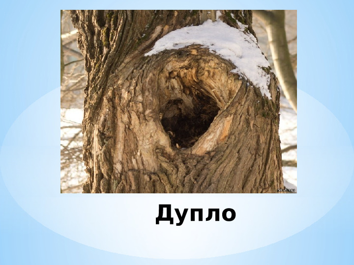 "Жилище диких животных зимой"