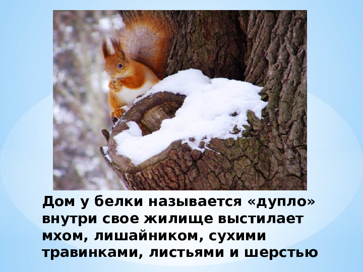 "Жилище диких животных зимой"