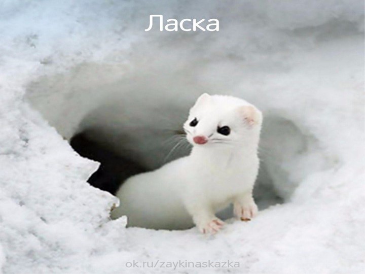 Призентация по ФЦКМ " Как звери в лесу зимуют зимуют "