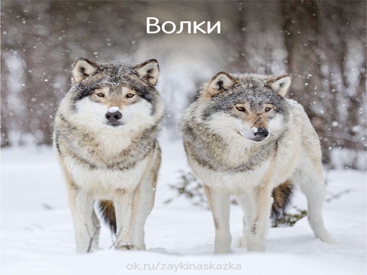 Призентация по ФЦКМ " Как звери в лесу зимуют зимуют "