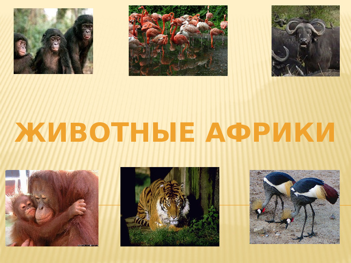 Презентация по познавательному развитию на тему "Животные Африки" (старший дошкольный возраст)