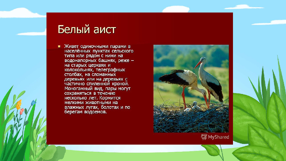 Презентация "Красная книга Подмосковья"