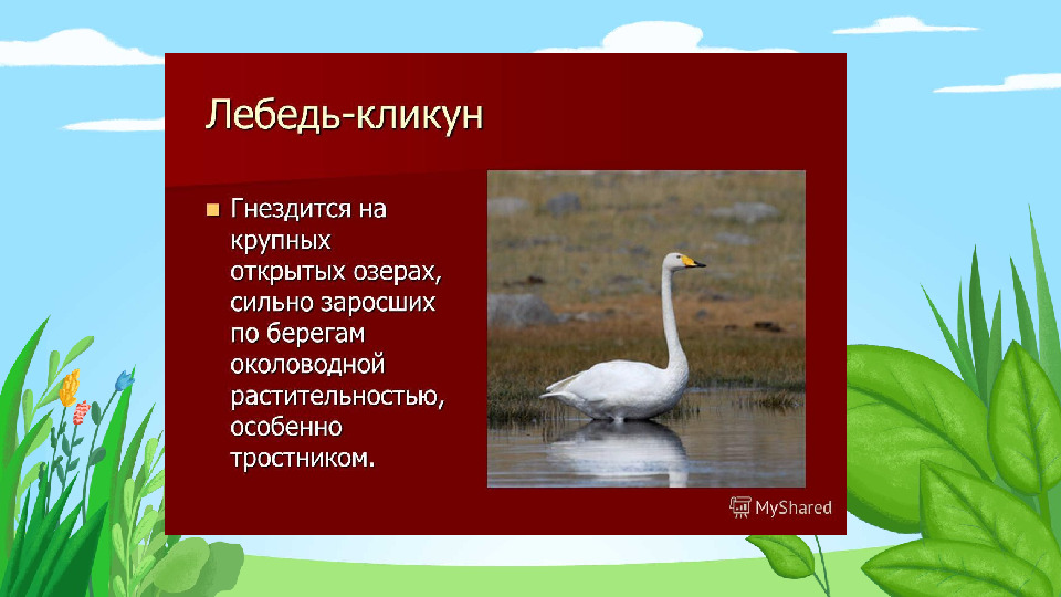 Презентация "Красная книга Подмосковья"