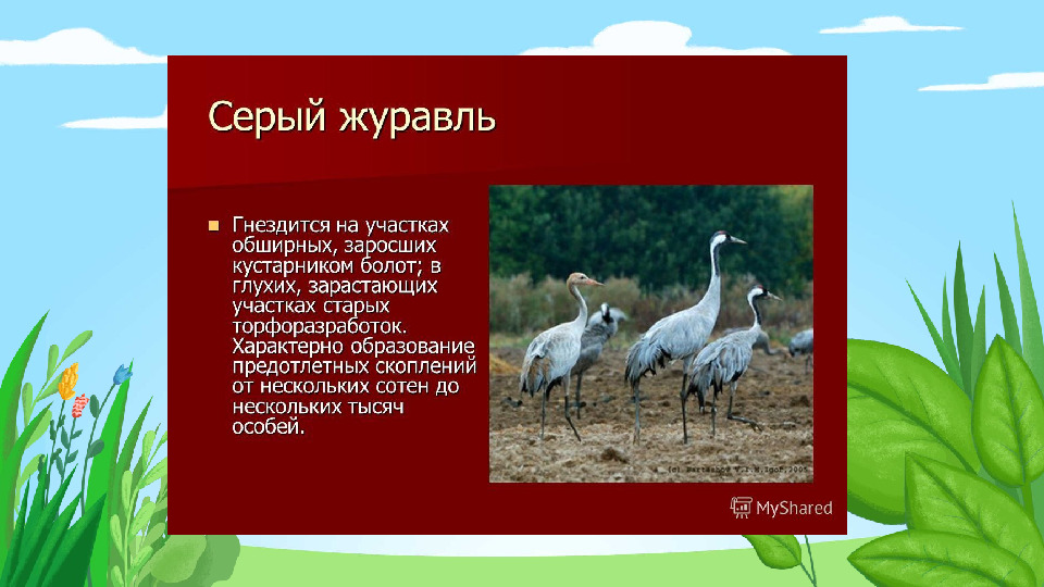 Презентация "Красная книга Подмосковья"