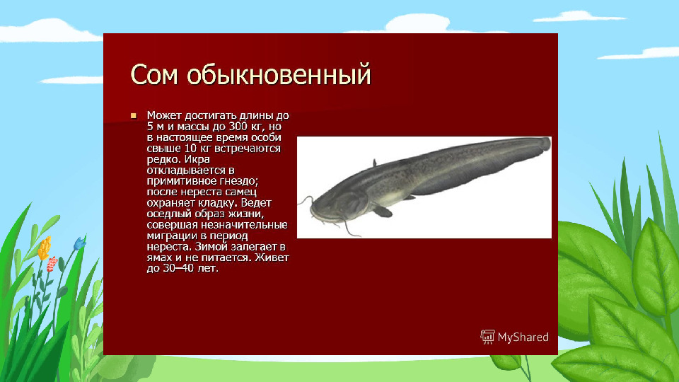Презентация "Красная книга Подмосковья"