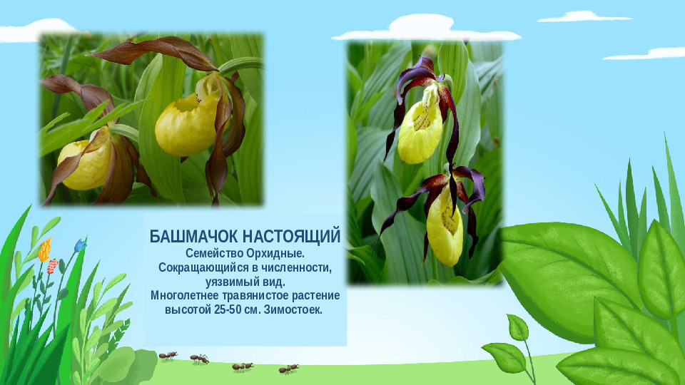 Презентация "Красная книга Подмосковья"