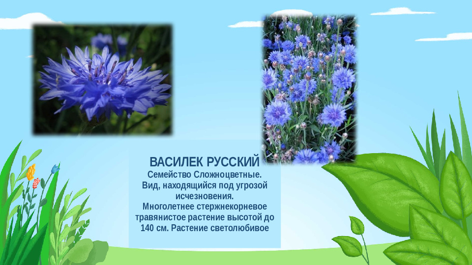 Презентация "Красная книга Подмосковья"