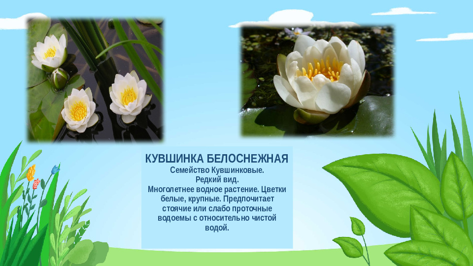 Презентация "Красная книга Подмосковья"